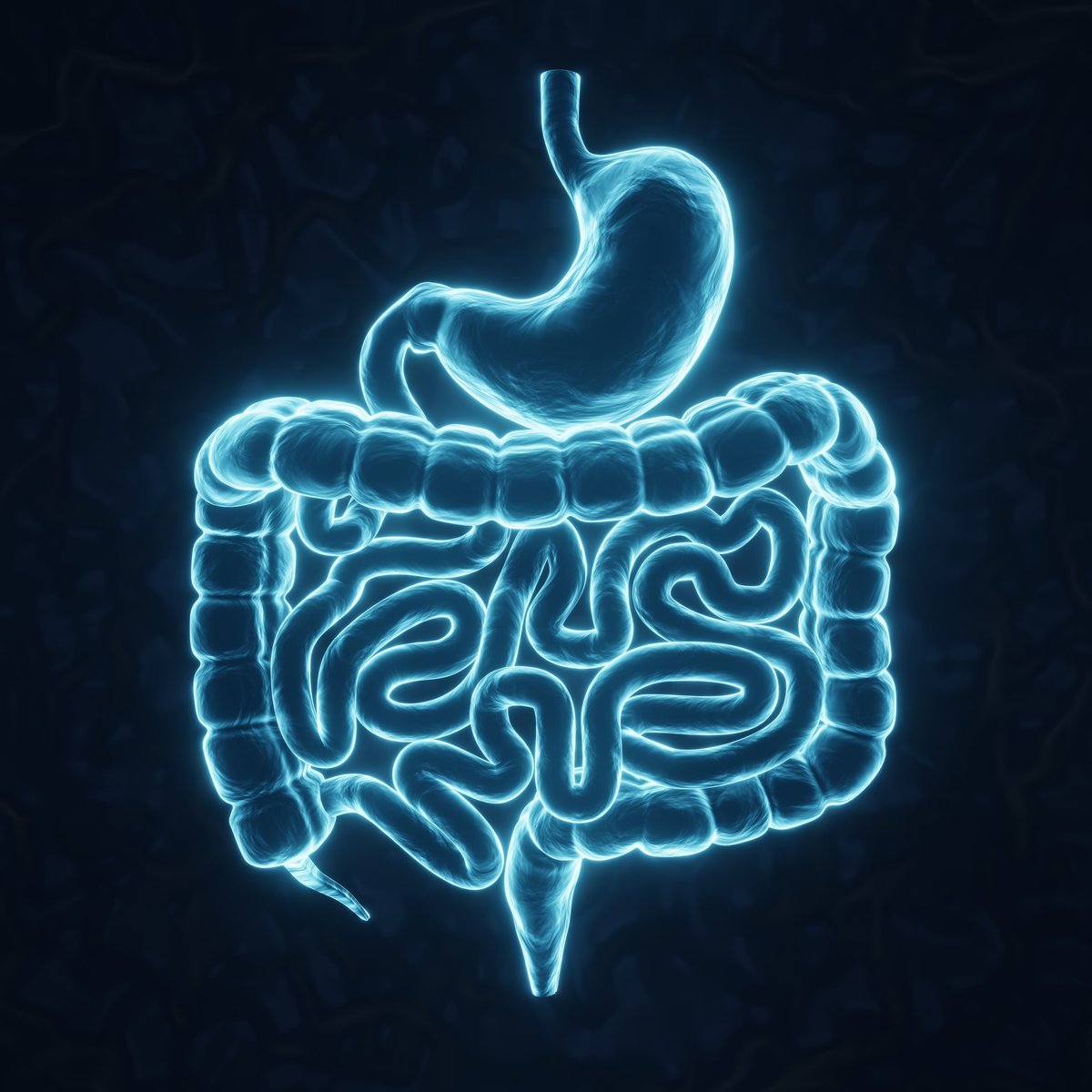 Ilustración médica del sistema digestivo mostrando intestinos y estómago, salud digestiva