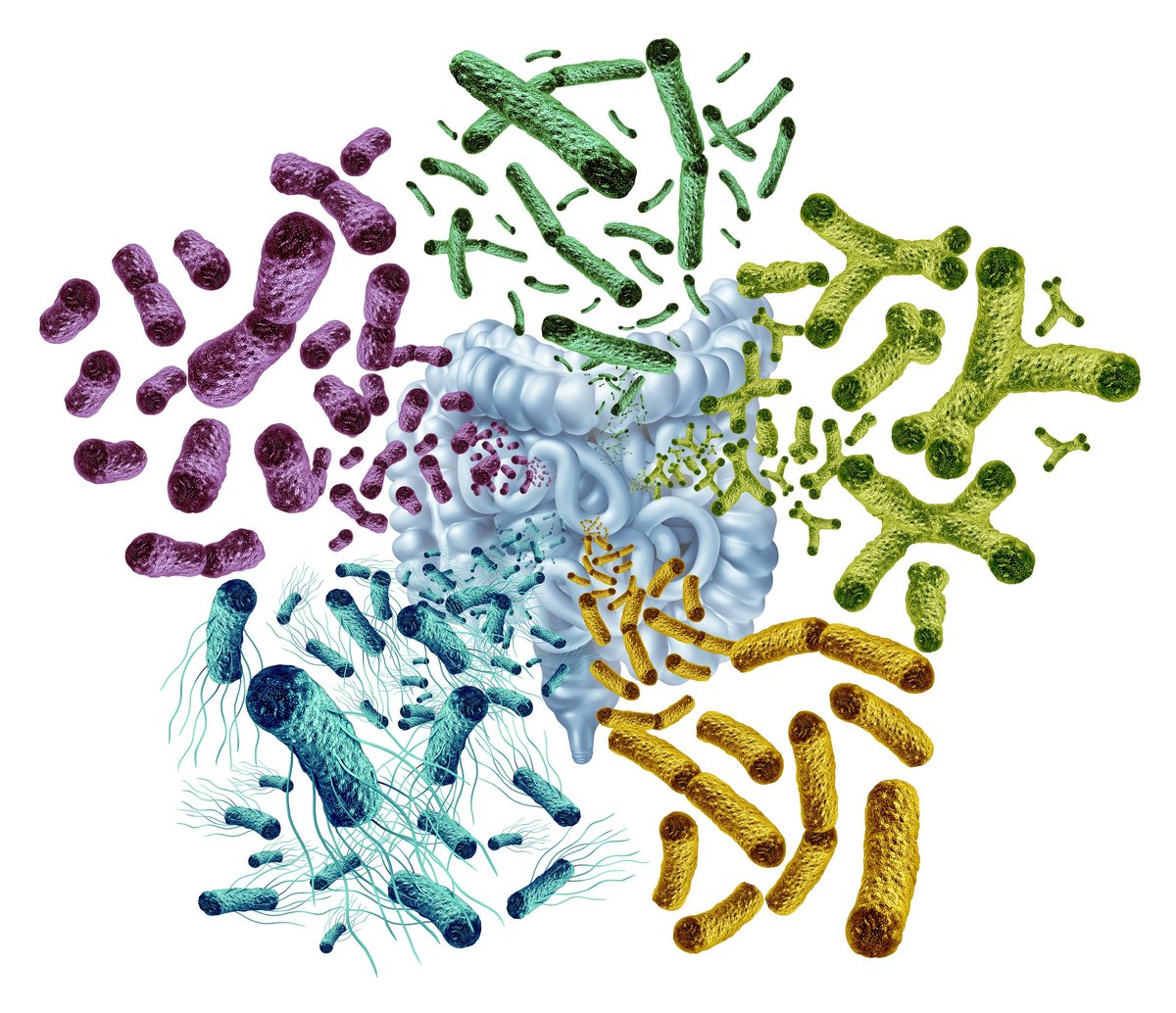 Microbiota intestinal, bacterias benéficas